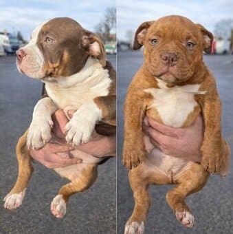 Štěňata American Bully standart