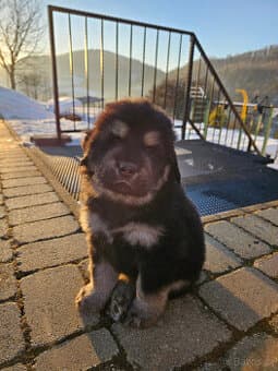 Tibetská doga štěňátka s PP po špičkových rodičích