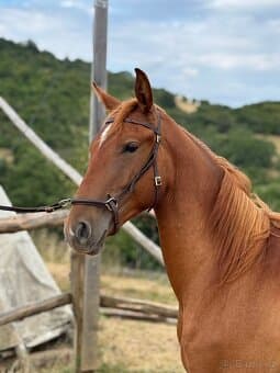 Lusitsno hřebec PSL z ověřeného spojení