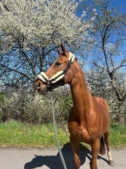 Beránková ohlávka