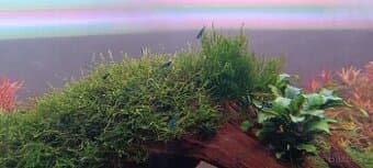 Neocaridina davidi "Blue Dream"