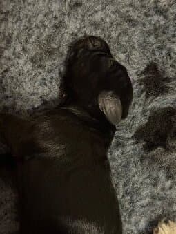 Knírač malý čierny