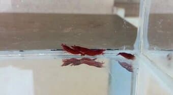 Prodej krevetek a doplňků