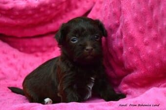 Havanský psík s PP - pejsek k rezervaci