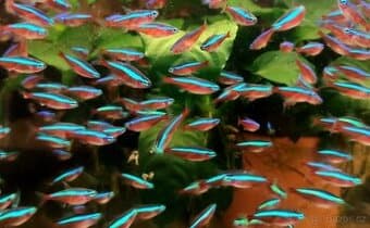 Neonka červená a obecná