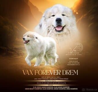 Pyrenejský horský pes s PP FCI