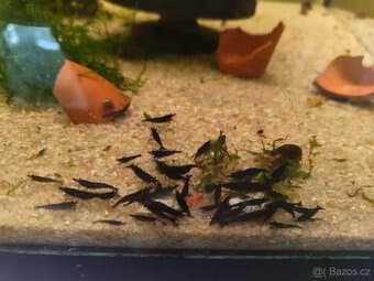 Neocaridina Blue Brno/Pohořelice Krevetky