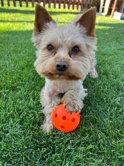 Pes na krytí jorkšír goddust