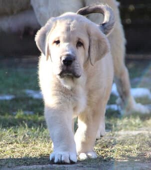 Španělský mastin s PP - pejsci