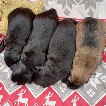 Pyrenejský Ovčák štěňátka s PP