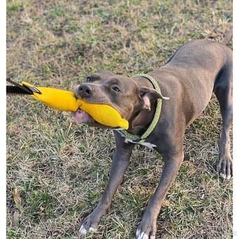 Pešek ,přetahovadlo pro psa.