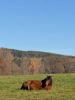Venkovní ustájení s TOP péčí, 18 ha pastvy 50 min PRAHA