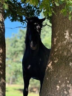 Ustájení pro hříbata s TOP péčí 50 minut PRAHA
