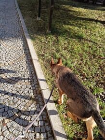 Daruji fenku německý ovčák kříženka