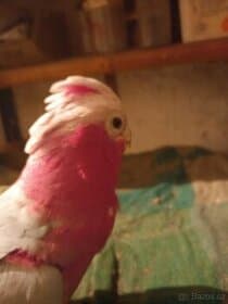 Ujmuse  větších  papoušků