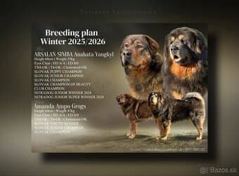 Tibetska doga šteniatka s PP