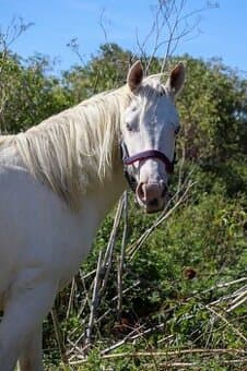 Paint horse, apha,ph