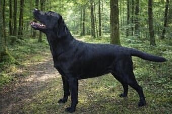 Fena labradora k adopci