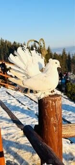 Pavik indicky - Indian Fantail