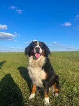 Krytí Bernský salašnický pes bez PP