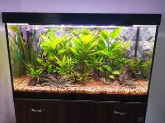 Akvarium 126l (80x35x45) s prislusenstvim, rostlinami a rybi