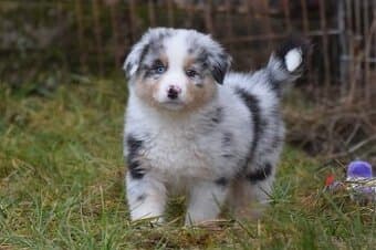 Australský ovčák s PP