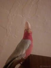 Ujmuse papouška nebo koupím levné kdo nemá čas