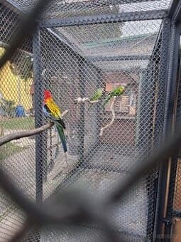 3 léta samička golmantel