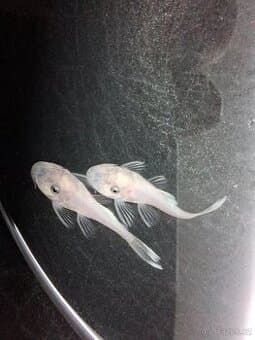 Ancistrus Snow White