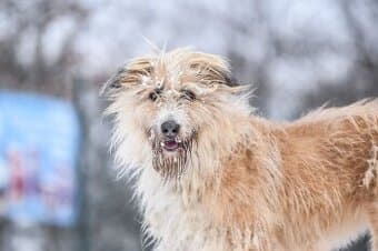 Kříženec Kačenka