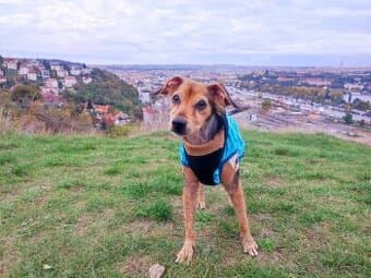 Kříženec v typu pinče