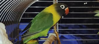 Agapornis škraboškový