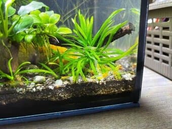 Neocaridina White pearl/ Yellow rili