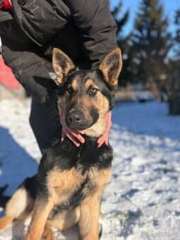 Štěňátko Německý ovčák🩵