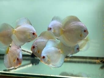 Terčovci - discus blue diamond, white, red valentine, tyrkys