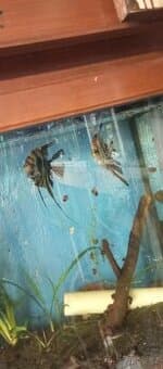 Platy,paví očka samce a skarály