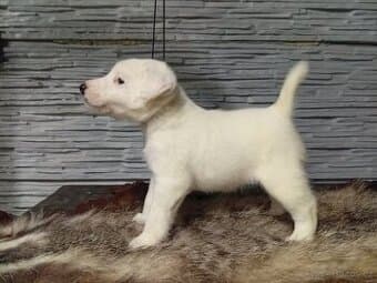 Foxterier hladkosrsty s PP