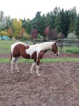 1,5 roční klisna Wpbr na prodej