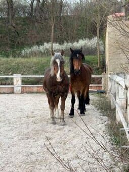 🐴 Pronájem koní – Českomoravský belgik & Slezský norik 🐴