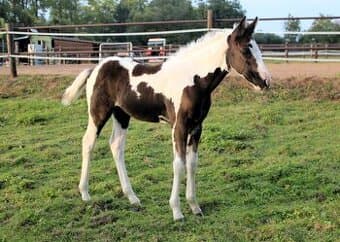 Paint Horse klisna po Cat Prints