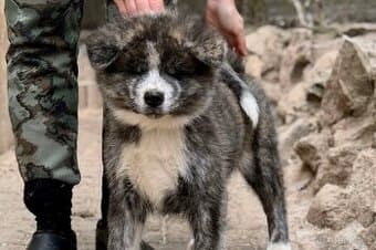 Akita Inu s průkazem původu (PP)