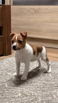 Dánsko švédský farmářský S PP volná fenka