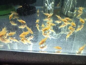 Panceřníček skvrnitý albin