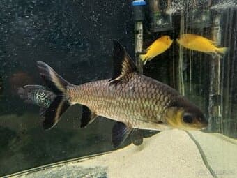 Parmička žraločí