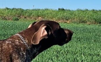 Německý ohař krátkosrstý.