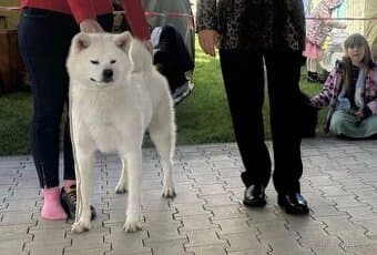 Akita Inu s PP