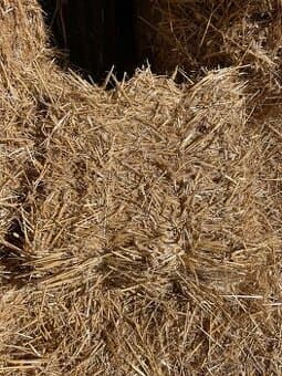 Prodám malé balíky pšeničné slámy