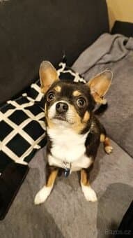 Pes ke krytí ( ne na prodej )