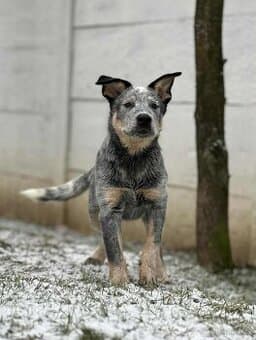 Australský honácký pes - s PP