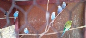 Dva samečci andulky